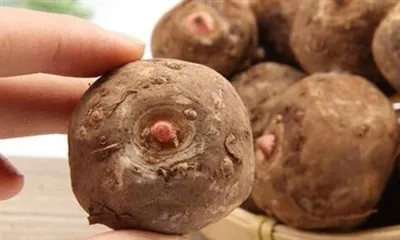 Cad is Maith Le Sliocht Fréamh Konjac?