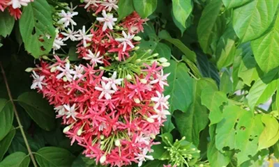 Cad é an Éifeacht a bhaineann le Púdar Combretum?